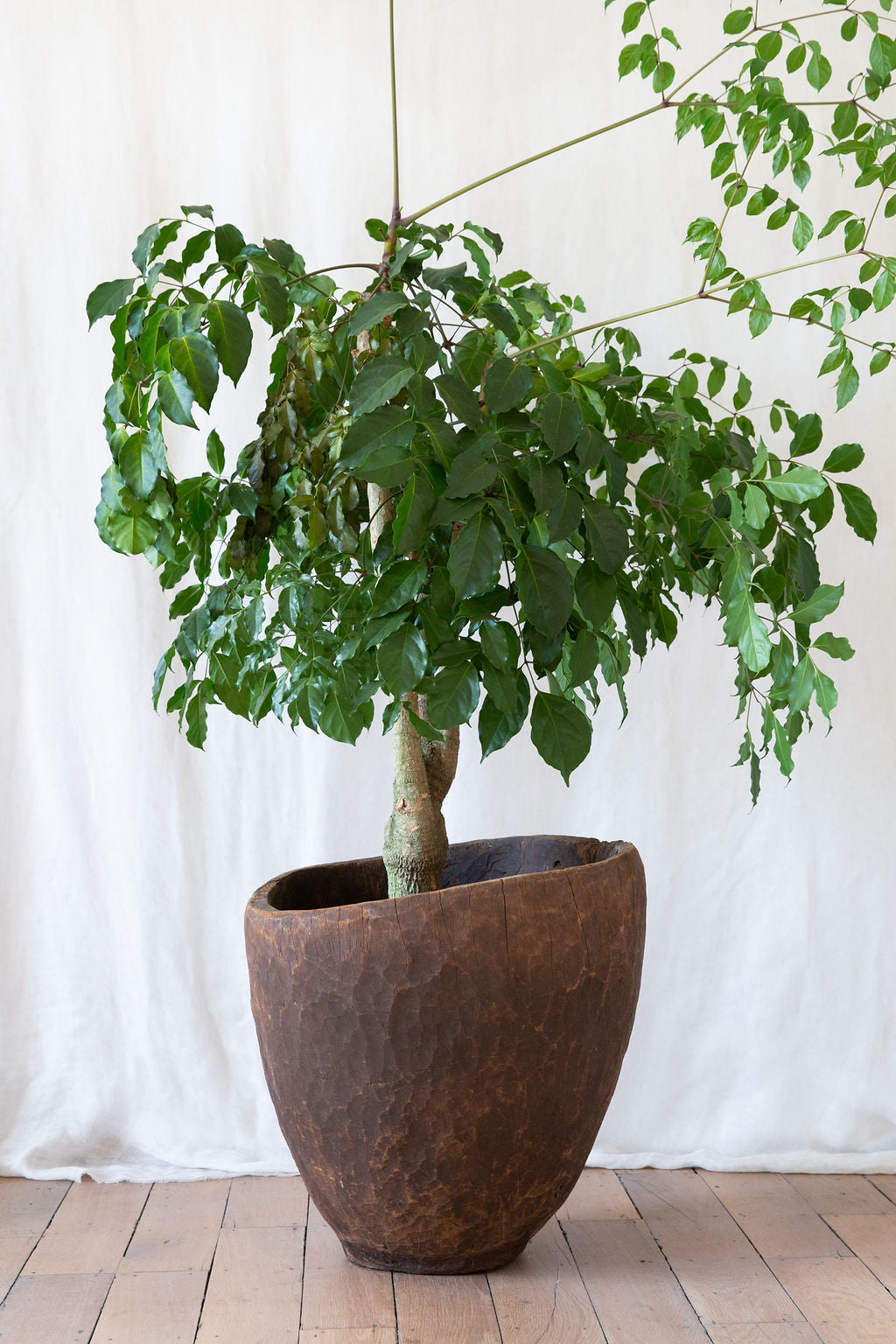 Wondo pot XL
